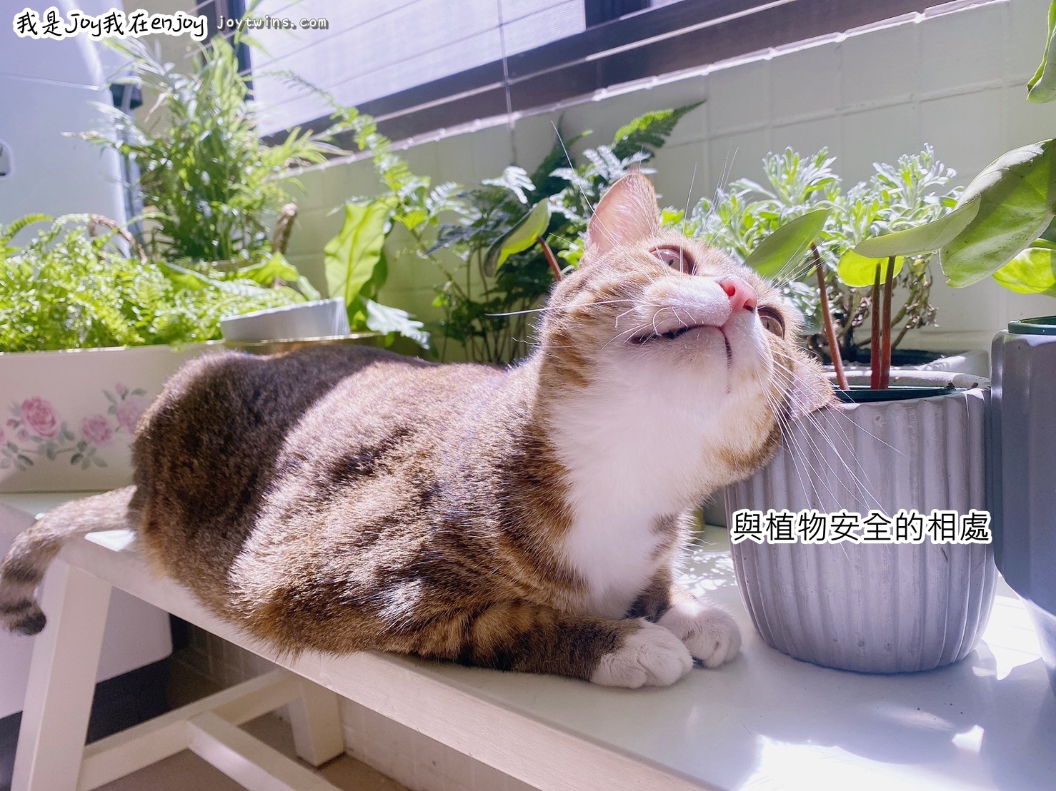對貓無毒的植物 室內盆栽  淨化空氣與居家生活美感就在每個角落!綠植正夯