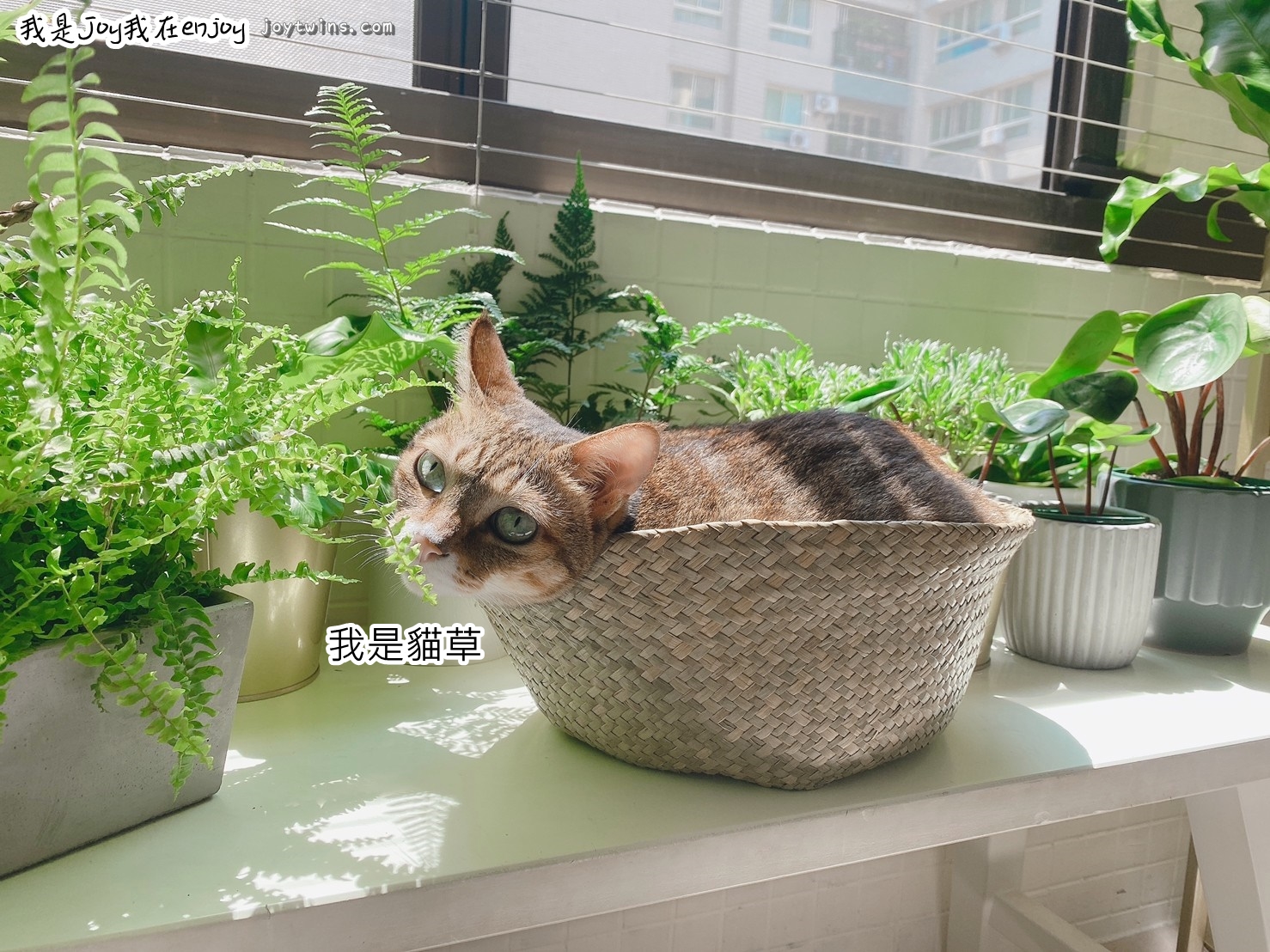 對貓無毒的植物室內盆栽淨化空氣與居家生活美感就在每個角落 綠植正夯 我是joy我在enjoy